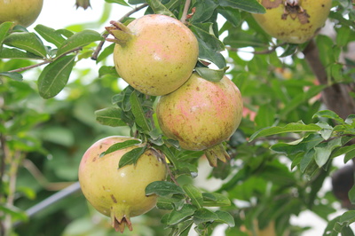 安徽赛宇 以匠心深耕树木种植，用善心铸就企业发展