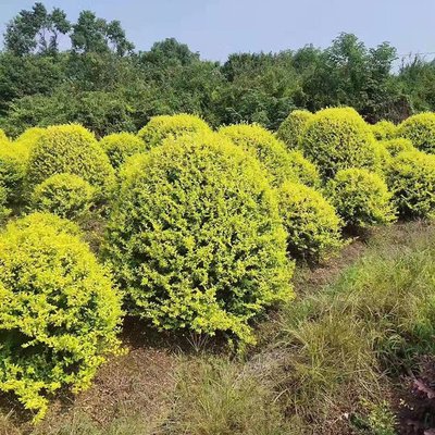 金森汝贞球 湖南苗木基地的精品苗木批发与农副产品销售