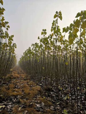 2020-2021年无絮杨树苗市场报价分析与农副产品销售策略探讨