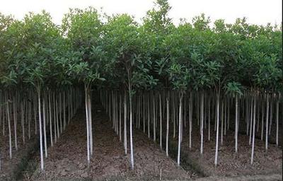 非正常季节苗木种植与农副产品销售的协同策略