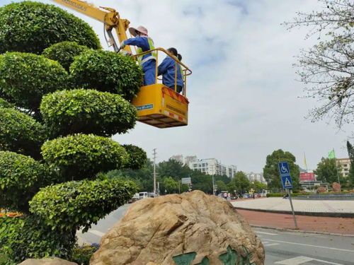 贺州颜值 绿意盎然的背后，是那一双双种树护林的手