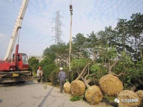 景观绿化苗木种植技术与农副产品销售的融合发展研究