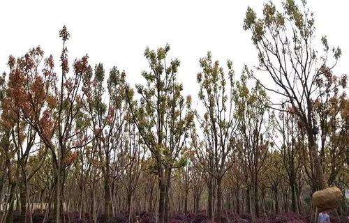 大规格树木移植与农副产品销售的黄金法则 守护生态价值，开拓市场蓝海