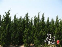天长市荣沁苗木种植专业合作社 龙柏H300-450 & P200-300规格苗木大量供应，诚邀合作