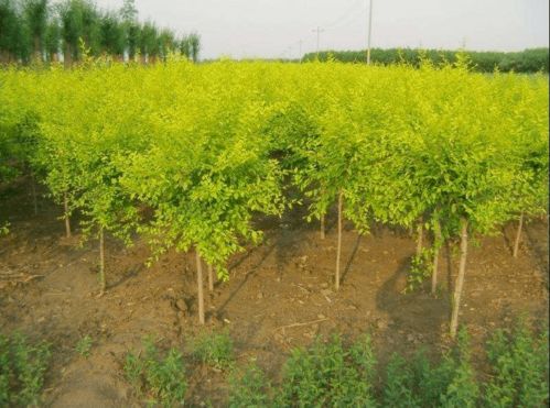 夏季种植苗木成活率提升全攻略 园林经营者的实用指南
