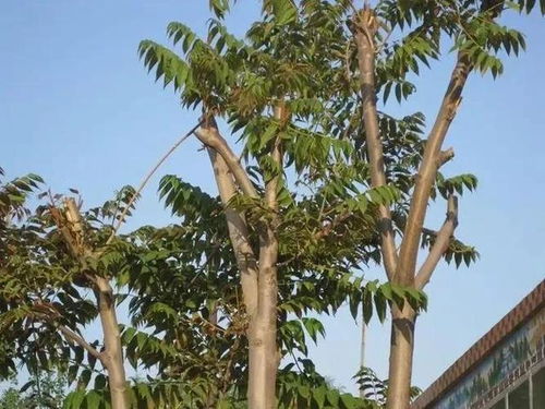农村10种常见树木 每一棵都是乡愁的活雕像