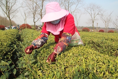 皖垦茶业集团 打造“茶酒林”三业并举模式，复工复产忙不停，生态经济两不误