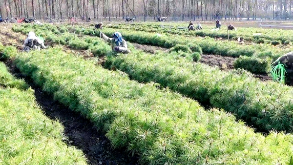 春风又绿东方红，林区植树促振兴