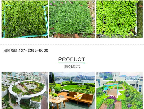 黄金佛甲草的市场价格、种植与应用——以创晟环保为例