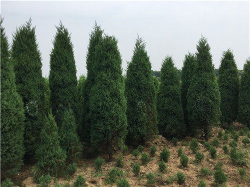 陕县河南桧绿化苗木服务 放心可靠的绿色选择与农副产品销售