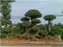 长沙长浏苗木园艺 精品绿化苗木供应与种植经营服务