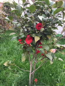 诚信经营 树木种植行业稳健发展的基石